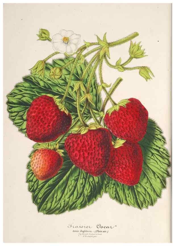 Reproducción/Reproduction 49686555022: L'Illustration horticole :. Gand, Belgium :Imprimerie et lithographie de F. et E. Gyselnyck,1854-1896.. 