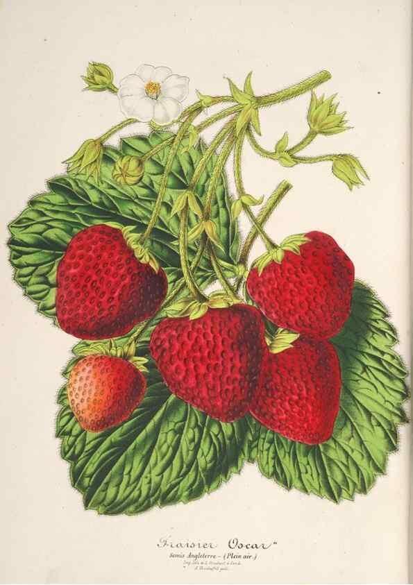 Reproducción/Reproduction 49686555022: L'Illustration horticole :. Gand, Belgium :Imprimerie et lithographie de F. et E. Gyselnyck,1854-1896.. 