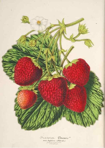 Reproducción/Reproduction 49686555022: L'Illustration horticole :. Gand, Belgium :Imprimerie et lithographie de F. et E. Gyselnyck,1854-1896.. 