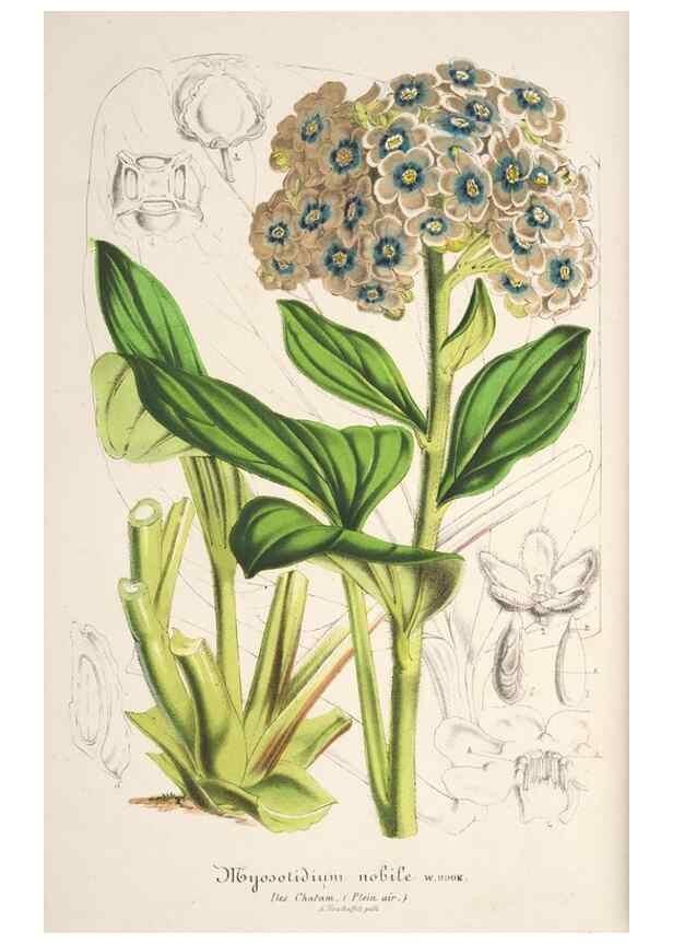 Reproducción/Reproduction 49685721893: L'Illustration horticole :. Gand, Belgium :Imprimerie et lithographie de F. et E. Gyselnyck,1854-1896.. 
