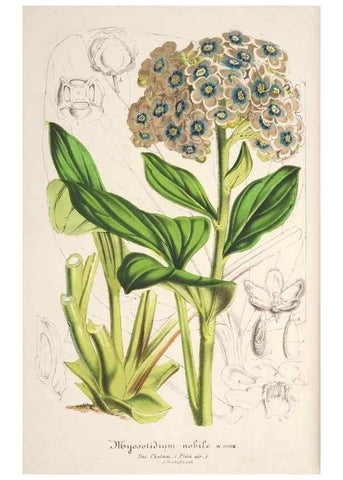 Reproducción/Reproduction 49685721893: L'Illustration horticole :. Gand, Belgium :Imprimerie et lithographie de F. et E. Gyselnyck,1854-1896.. 