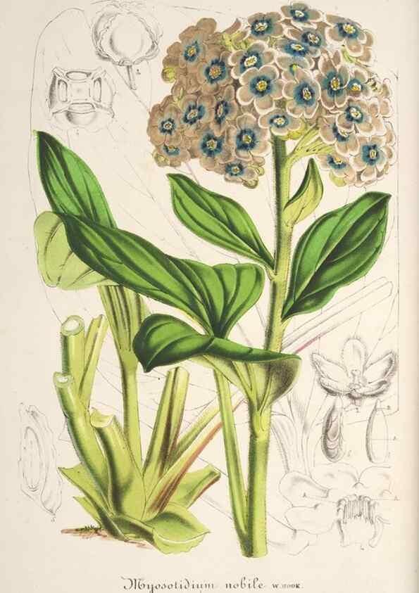 Reproducción/Reproduction 49685721893: L'Illustration horticole :. Gand, Belgium :Imprimerie et lithographie de F. et E. Gyselnyck,1854-1896.. 