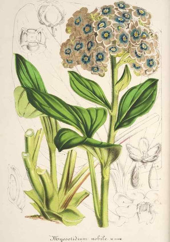 Reproducción/Reproduction 49685721893: L'Illustration horticole :. Gand, Belgium :Imprimerie et lithographie de F. et E. Gyselnyck,1854-1896.. 