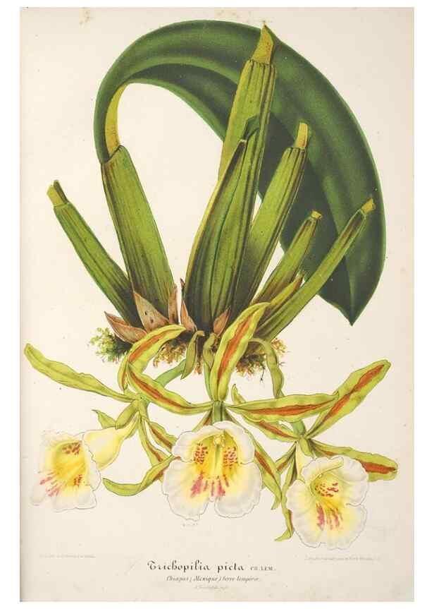 Reproducción/Reproduction 49686253401: L'Illustration horticole :. Gand, Belgium :Imprimerie et lithographie de F. et E. Gyselnyck,1854-1896.. 