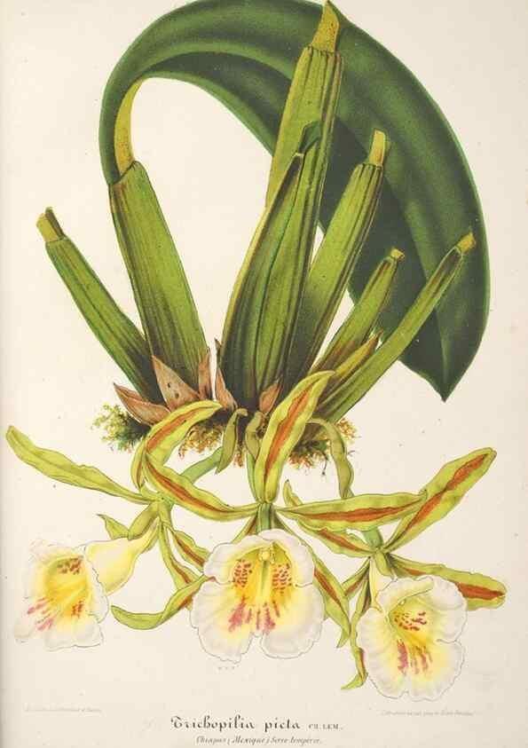 Reproducción/Reproduction 49686253401: L'Illustration horticole :. Gand, Belgium :Imprimerie et lithographie de F. et E. Gyselnyck,1854-1896.. 