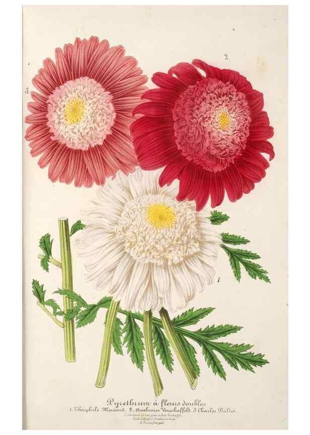 Reproducción/Reproduction 49686555877: L'Illustration horticole :. Gand, Belgium :Imprimerie et lithographie de F. et E. Gyselnyck,1854-1896.. 