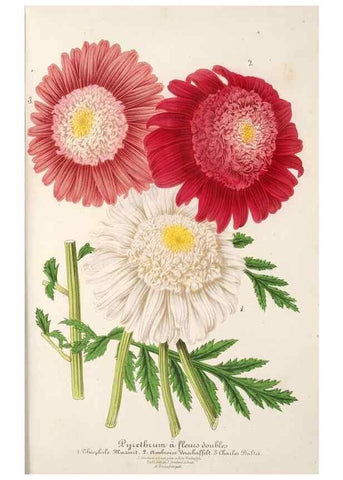 Reproducción/Reproduction 49686555877: L'Illustration horticole :. Gand, Belgium :Imprimerie et lithographie de F. et E. Gyselnyck,1854-1896.. 