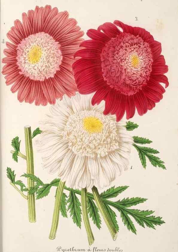 Reproducción/Reproduction 49686555877: L'Illustration horticole :. Gand, Belgium :Imprimerie et lithographie de F. et E. Gyselnyck,1854-1896.. 