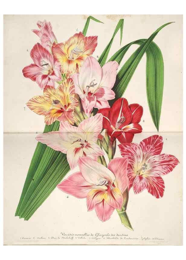 Reproducción/Reproduction 49686556122: L'Illustration horticole :. Gand, Belgium :Imprimerie et lithographie de F. et E. Gyselnyck,1854-1896.. 