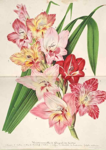Reproducción/Reproduction 49686556122: L'Illustration horticole :. Gand, Belgium :Imprimerie et lithographie de F. et E. Gyselnyck,1854-1896.. 