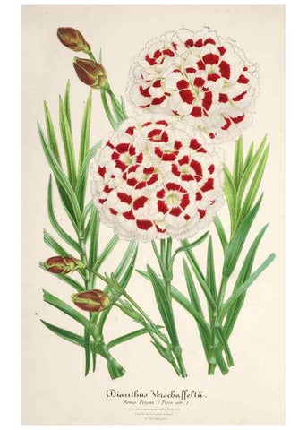Reproducción/Reproduction 49685720653: L'Illustration horticole :. Gand, Belgium :Imprimerie et lithographie de F. et E. Gyselnyck,1854-1896.. 