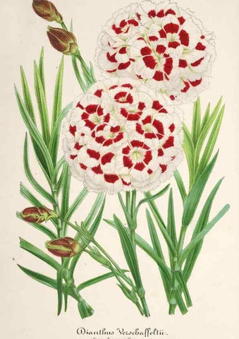 Reproducción/Reproduction 49685720653: L'Illustration horticole :. Gand, Belgium :Imprimerie et lithographie de F. et E. Gyselnyck,1854-1896.. 