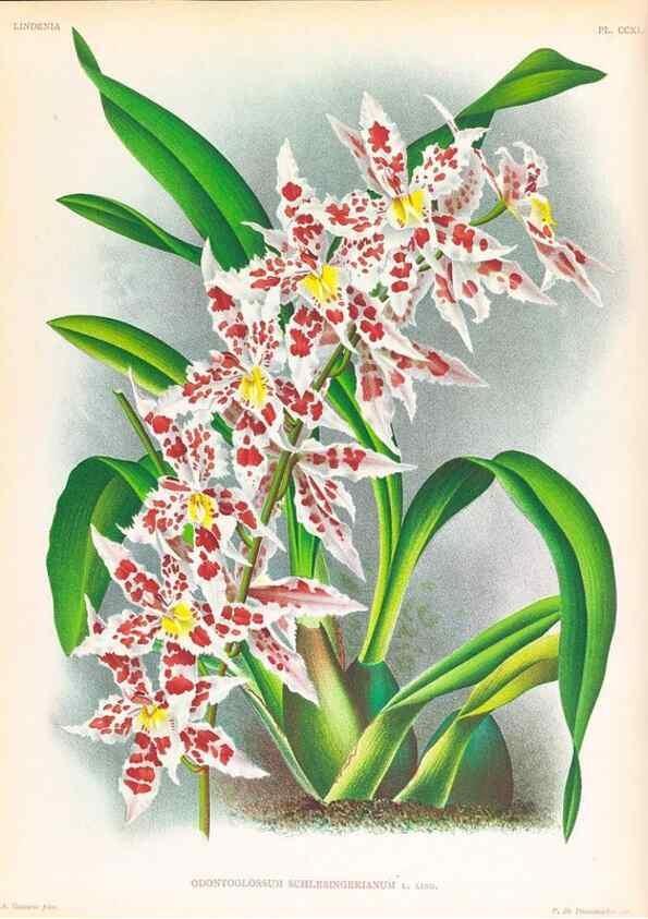 Reproducción/Reproduction 49757540152: Lindenia :. Gand [Belgium] :Impr. F. Meyer-van Loo,1885-1906.. 