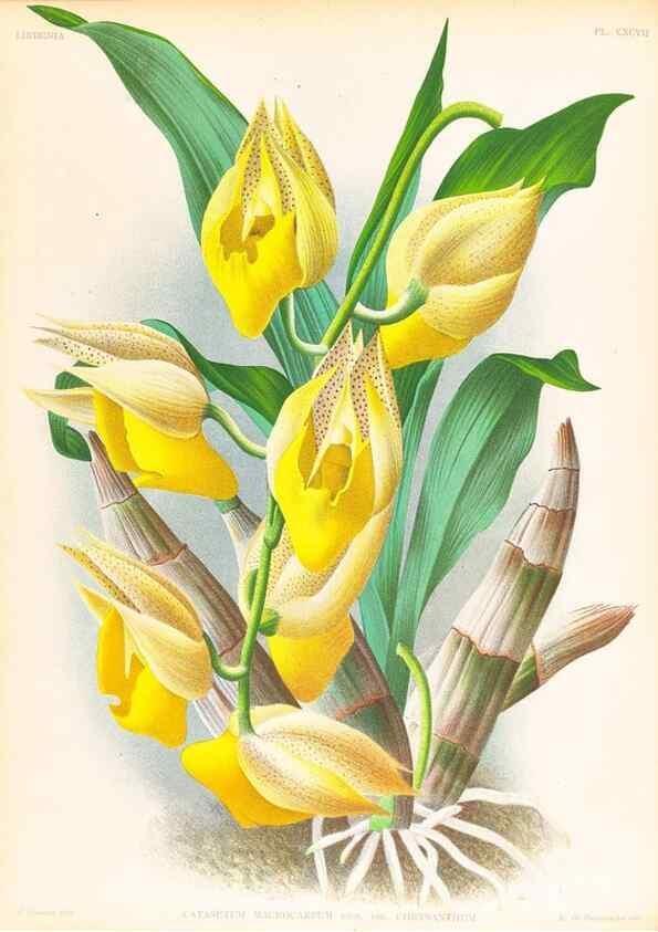 Reproducción/Reproduction 49757192031: Lindenia :. Gand [Belgium] :Impr. F. Meyer-van Loo,1885-1906.. 