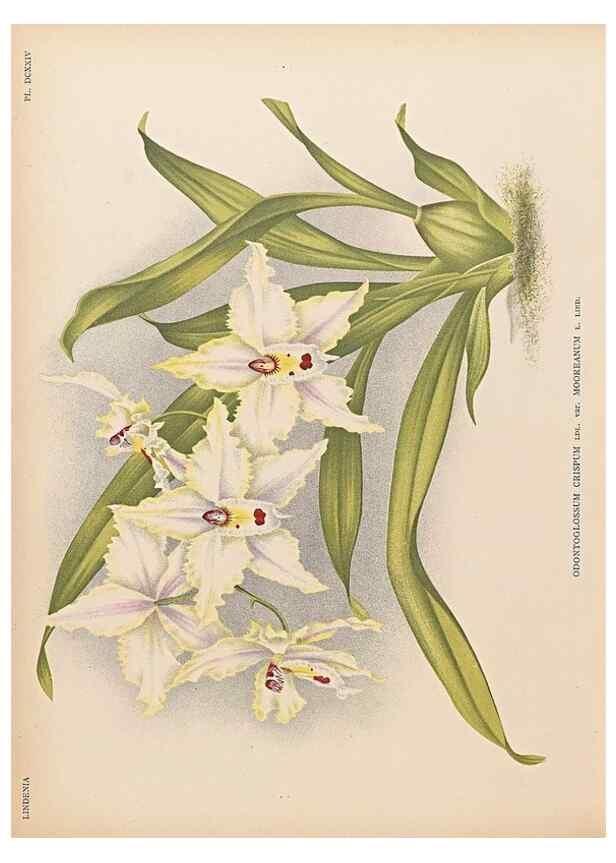 Reproducción/Reproduction 49757290836: Lindenia :. Gand [Belgium] :Impr. F. Meyer-van Loo,1885-1906.. 