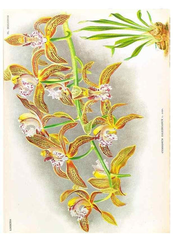 Reproducción/Reproduction 49756784048: Lindenia :. Gand [Belgium] :Impr. F. Meyer-van Loo,1885-1906.. 