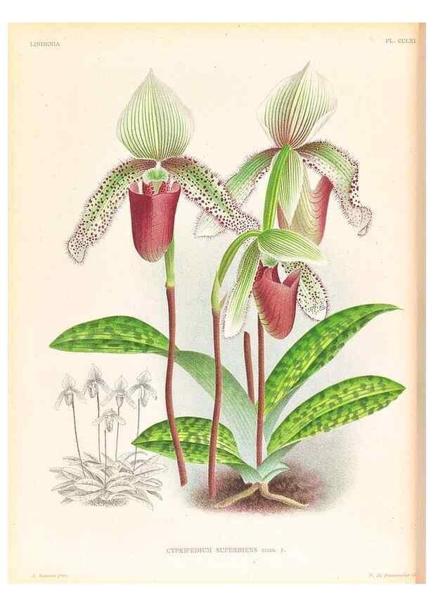 Reproducción/Reproduction 49756714048: Lindenia :. Gand [Belgium] :Impr. F. Meyer-van Loo,1885-1906.. 