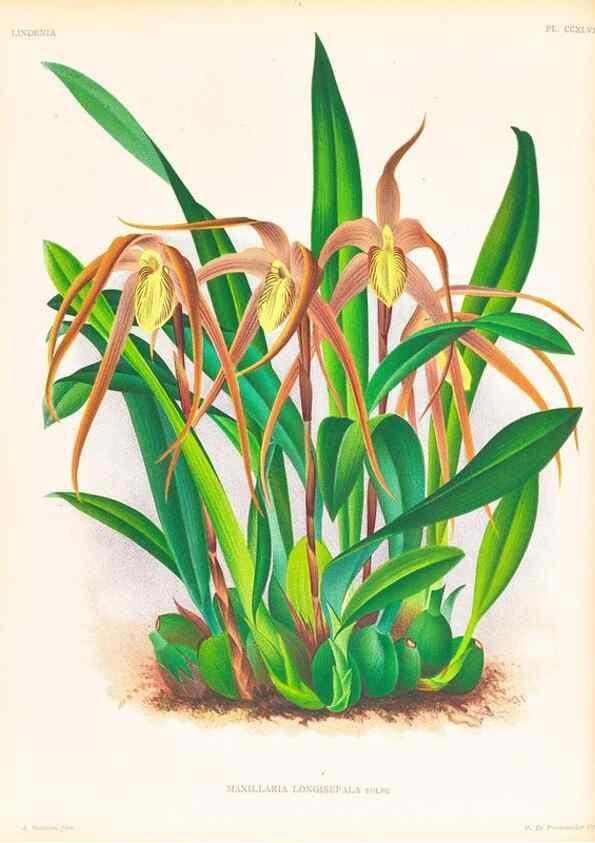 Reproducción/Reproduction 49756710303: Lindenia :. Gand [Belgium] :Impr. F. Meyer-van Loo,1885-1906.. 