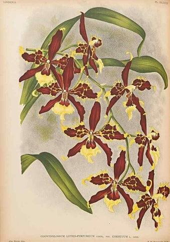 Reproducción/Reproduction 49757276546: Lindenia :. Gand [Belgium] :Impr. F. Meyer-van Loo,1885-1906.. 