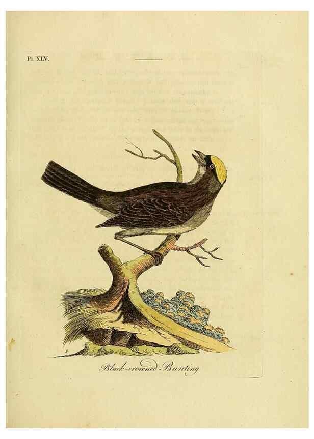Reproducción/Reproduction 49757021327: A general synopsis of birds.. London :Printed for Benj. White,1781-1785.. 