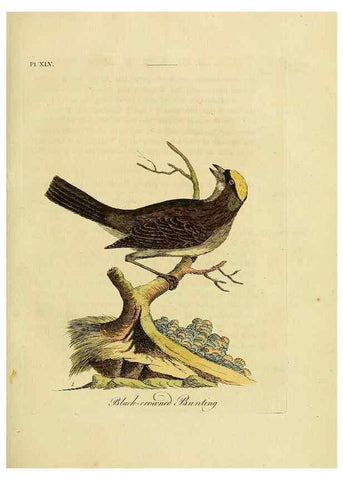Reproducción/Reproduction 49757021327: A general synopsis of birds.. London :Printed for Benj. White,1781-1785.. 
