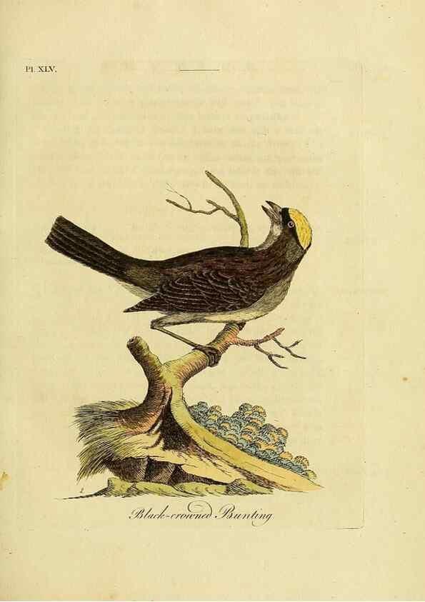 Reproducción/Reproduction 49757021327: A general synopsis of birds.. London :Printed for Benj. White,1781-1785.. 