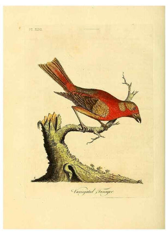 Reproducción/Reproduction 49756687966: A general synopsis of birds.. London :Printed for Benj. White,1781-1785.. 