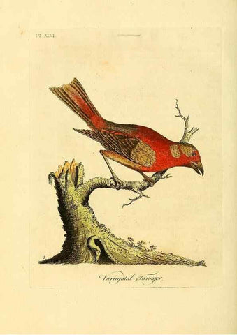 Reproducción/Reproduction 49756687966: A general synopsis of birds.. London :Printed for Benj. White,1781-1785.. 