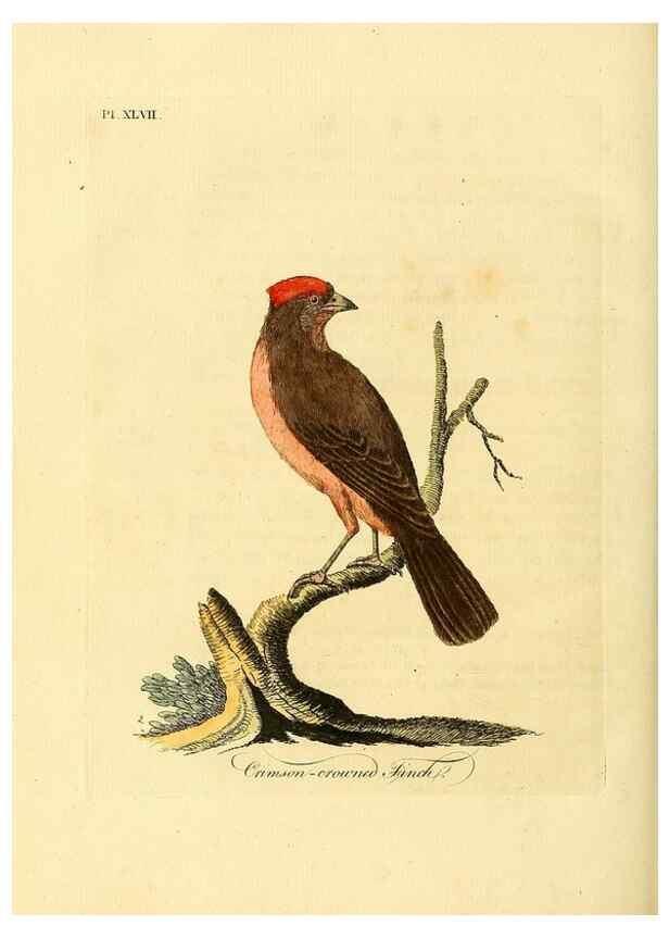 Reproducción/Reproduction 49757021822: A general synopsis of birds.. London :Printed for Benj. White,1781-1785.. 