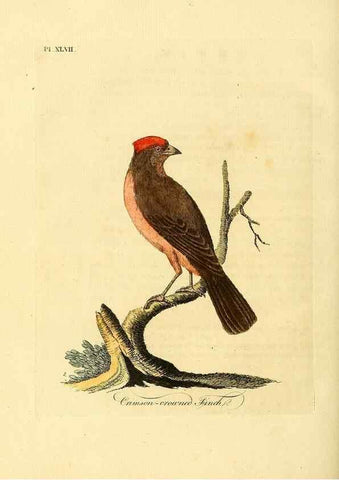 Reproducción/Reproduction 49757021822: A general synopsis of birds.. London :Printed for Benj. White,1781-1785.. 