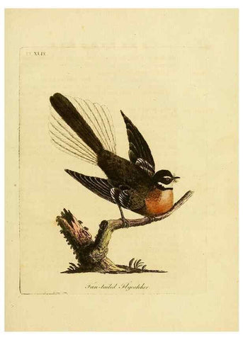 Reproducción/Reproduction 49756688576: A general synopsis of birds.. London :Printed for Benj. White,1781-1785.. 
