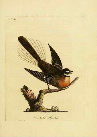 Reproducción/Reproduction 49756688576: A general synopsis of birds.. London :Printed for Benj. White,1781-1785.. 
