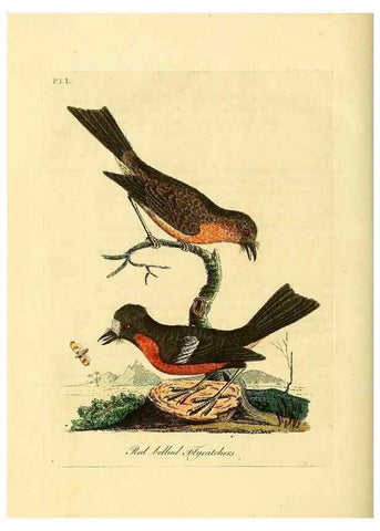 Reproducción/Reproduction 49757022392: A general synopsis of birds.. London :Printed for Benj. White,1781-1785.. 