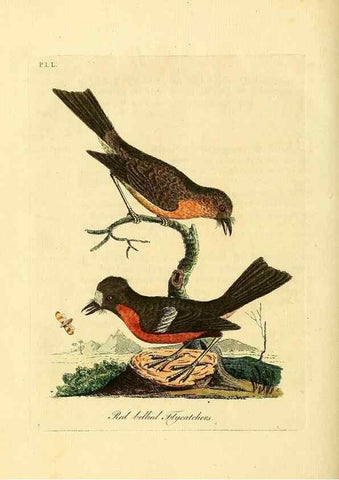 Reproducción/Reproduction 49757022392: A general synopsis of birds.. London :Printed for Benj. White,1781-1785.. 