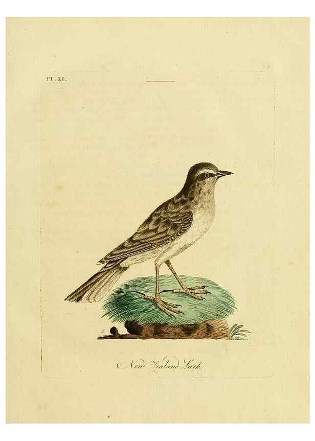 Reproducción/Reproduction 49757116572: A general synopsis of birds.. London :Printed for Benj. White,1781-1785.. 