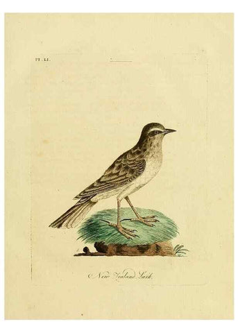 Reproducción/Reproduction 49757116572: A general synopsis of birds.. London :Printed for Benj. White,1781-1785.. 