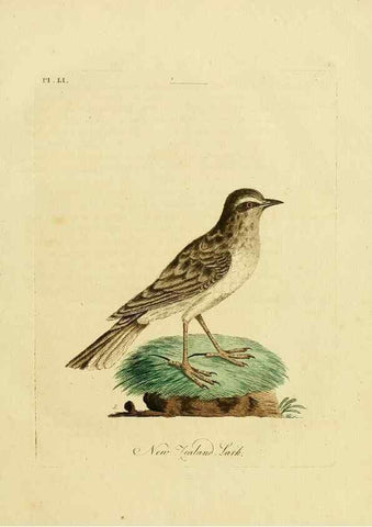 Reproducción/Reproduction 49757116572: A general synopsis of birds.. London :Printed for Benj. White,1781-1785.. 