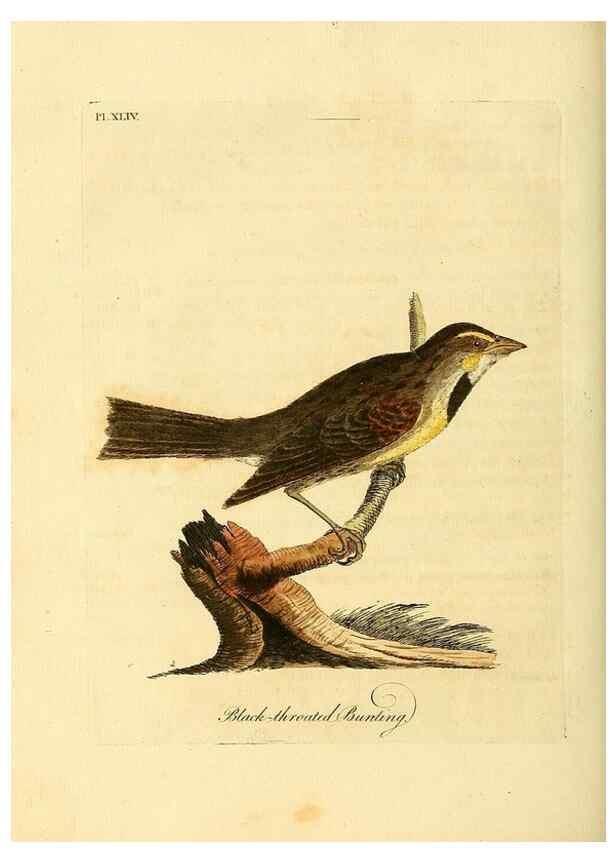 Reproducción/Reproduction 49756159208: A general synopsis of birds.. London :Printed for Benj. White,1781-1785.. 