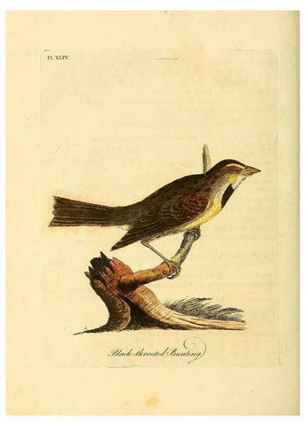Reproducción/Reproduction 49756159208: A general synopsis of birds.. London :Printed for Benj. White,1781-1785.. 