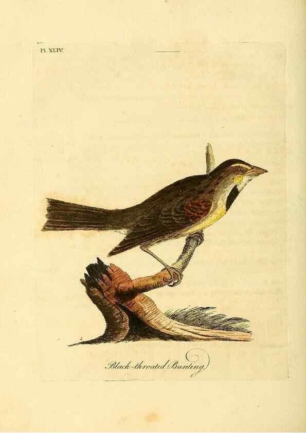 Reproducción/Reproduction 49756159208: A general synopsis of birds.. London :Printed for Benj. White,1781-1785.. 