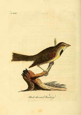 Reproducción/Reproduction 49756159208: A general synopsis of birds.. London :Printed for Benj. White,1781-1785.. 