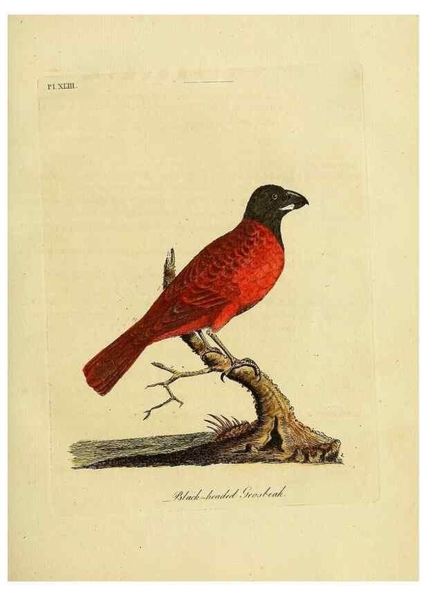 Reproducción/Reproduction 49756159013: A general synopsis of birds.. London :Printed for Benj. White,1781-1785.. 