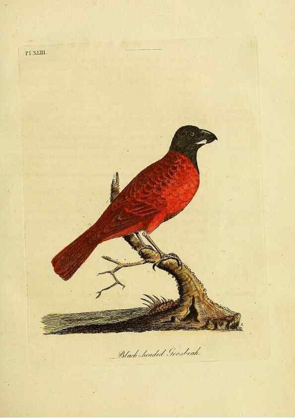Reproducción/Reproduction 49756159013: A general synopsis of birds.. London :Printed for Benj. White,1781-1785.. 