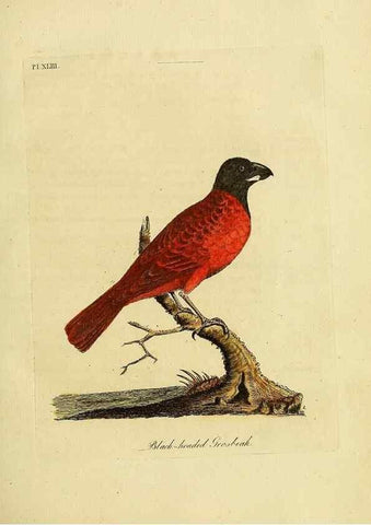 Reproducción/Reproduction 49756159013: A general synopsis of birds.. London :Printed for Benj. White,1781-1785.. 
