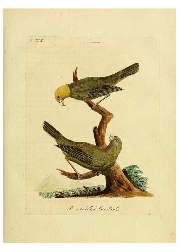 Reproducción/Reproduction 49756158833: A general synopsis of birds.. London :Printed for Benj. White,1781-1785.. 