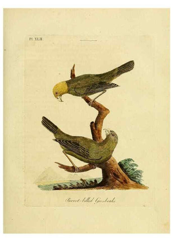 Reproducción/Reproduction 49756158833: A general synopsis of birds.. London :Printed for Benj. White,1781-1785.. 