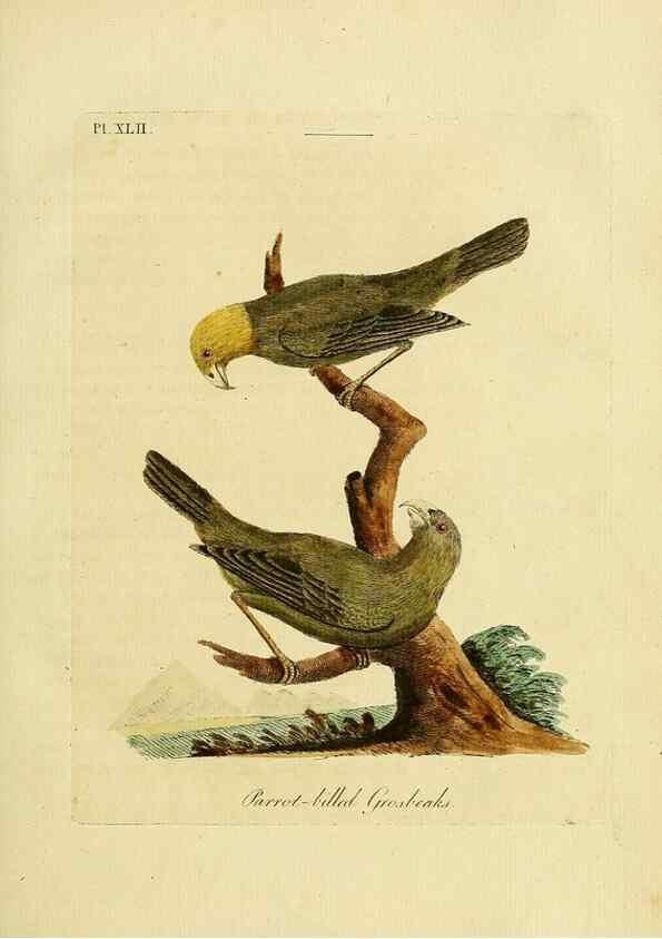 Reproducción/Reproduction 49756158833: A general synopsis of birds.. London :Printed for Benj. White,1781-1785.. 