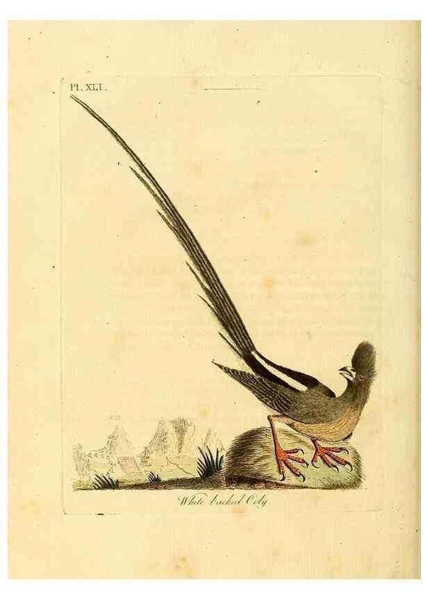 Reproducción/Reproduction 49756687001: A general synopsis of birds.. London :Printed for Benj. White,1781-1785.. 