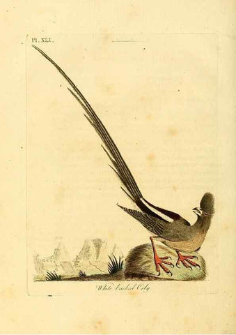 Reproducción/Reproduction 49756687001: A general synopsis of birds.. London :Printed for Benj. White,1781-1785.. 