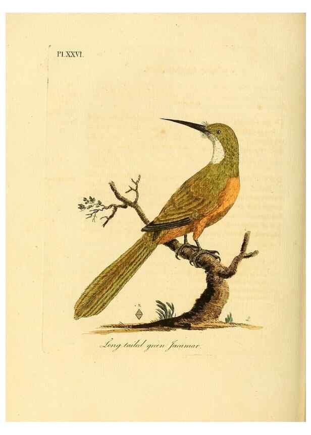 Reproducción/Reproduction 49756839767: A general synopsis of birds.. London :Printed for Benj. White,1781-1785.. 